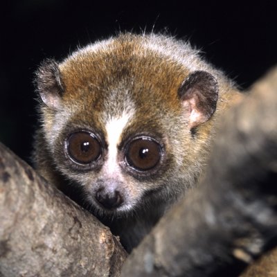 The slow loris ... its bite can induce allergy-like reactions in humans.